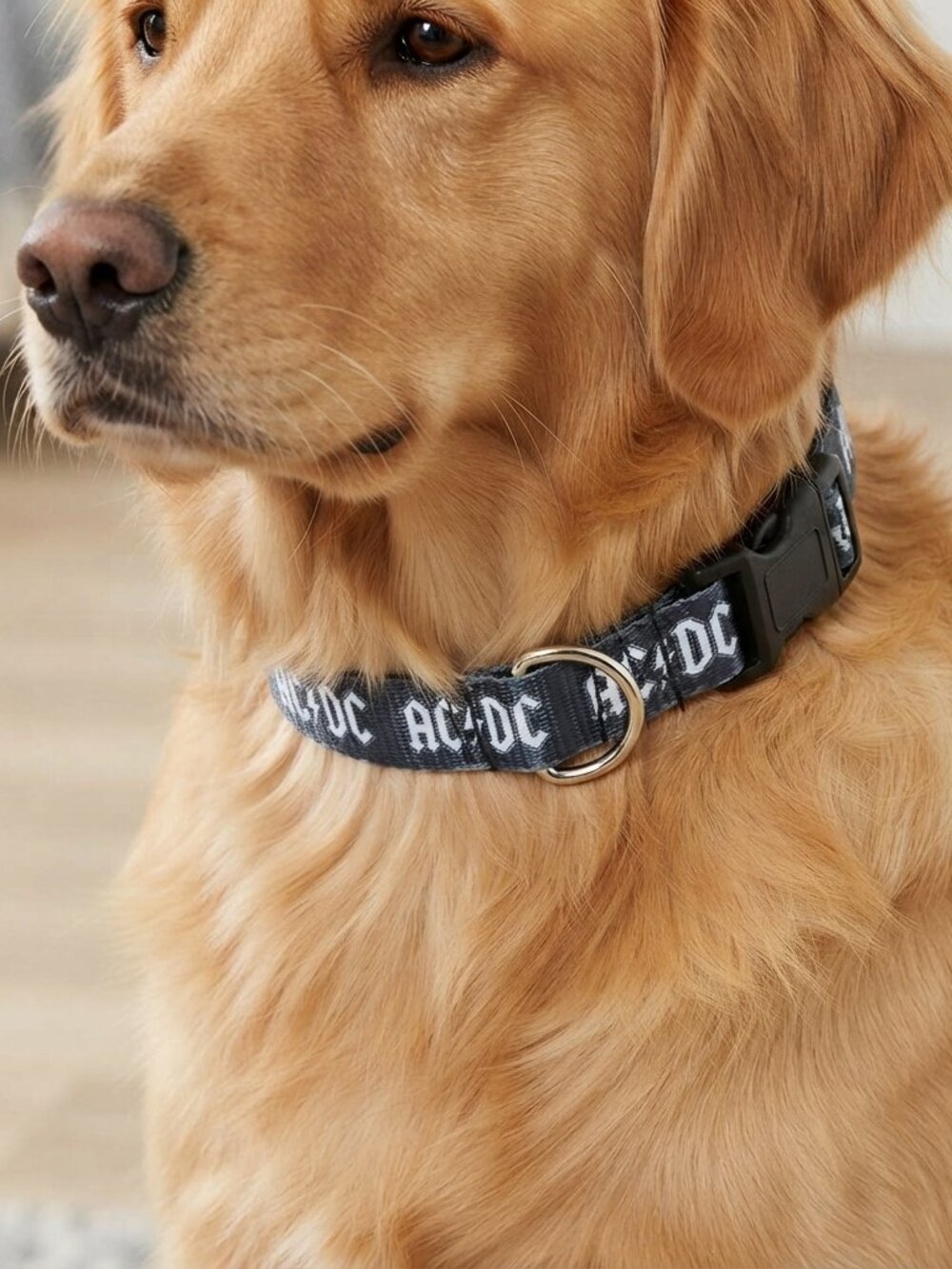 ACDC Dog Collar  MED only
